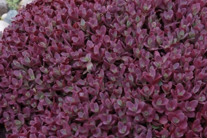 Sedum 'Firecracker'